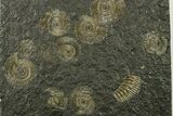 Fossil Ammonite Cluster - Posidonia Shale, Germany #383722-1